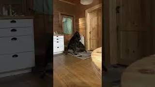 Тайра задира #canecorso #dog #канекорсоитальяно #шарпей #канекорсо #собака