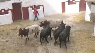CORRALES DE CASTELLÓN. 4 DE MARZO DE 2024