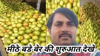 मीठे बड़े बेर की शुरूआत देखे