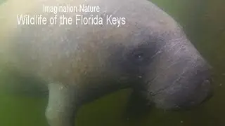 IN 10 Episode Ten: Florida Keys - 1 hr. SPECIAL