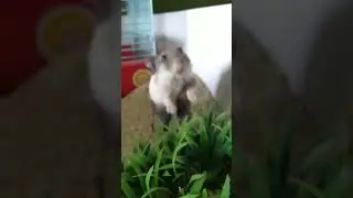 standing hamster 🤣🤣🤣 #shorts #short #funnyvideo #hamster #standing