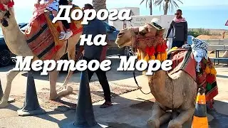 Дорога на Мертвое море. Косметика Ahava, Верблюды/ Ahava Dead Sea cosmetics shop. Camels.