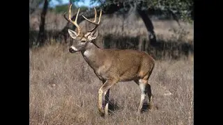 Big Buck Hunter Pro (Dolphin) - White-Tailed Deer Adventure - Maple Ridge, Minnesota