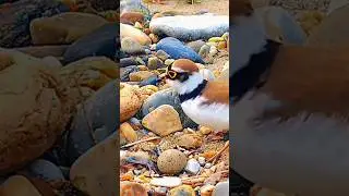 bird hatching #shortvideo #hatching