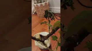 Planting bare root rose plants from Sam's club #rose #gardening #gardeningideas