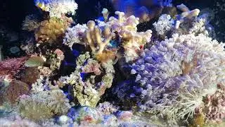 Naturally lit reef tank, fusion 20 update!!