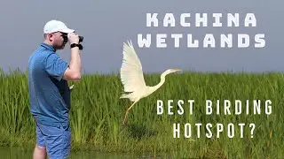 Birding at the Kachina Wetlands Preserve | Is this the best place for birding in Northern Arizona?