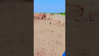 rohi cholistan virl song video #comedy #funny #unfrezzmyaccount #dls mr beast reply to me