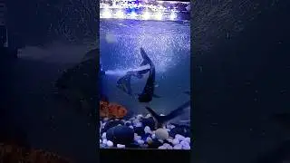 #new power filter add in tank #bluepet power filter #shark fish #koi fish #filter #fish #aquarium