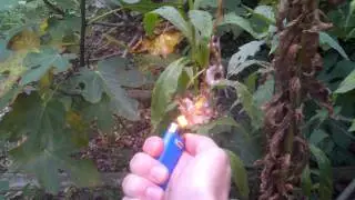 non edible plant resources - The wealth around us