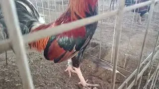 Prime Eagle Gamefarm @Malvar Batangas