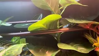 What is Snake Enrichment?