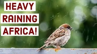 Rainy Day in Africa Heavy Rain 02 || Bujumbura Burundi Africa || Barish Ka Mausam Suhana || Full HD