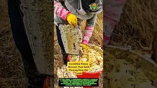 Incredible Honey Harvest: Pure Gold Flowing from the Comb