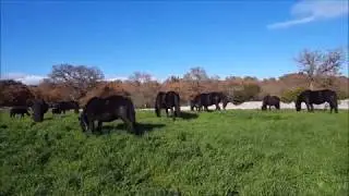 FATTRICI MURGESI Allevamento Storico Marinosci