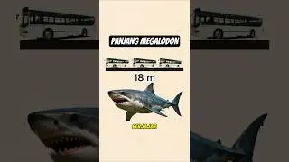 panjang hiu megalodon #faktaunik