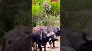 Tidak Sadar Sedang Diintai Macan Tutul, Dua Kerbau Terlihat Tenang. #animals #wildlife #shorts