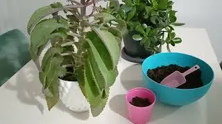 Aşkın gözyaşı çiçeği bakımı 🌿 tomurcuklu hali bile çok güzel çiçeğini çok merak ediyorum 🌿