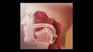 Peristaltic movement of food. #biology #food #swallow