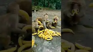 Cute monkey eating banana 🍌 #shorts