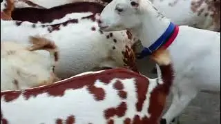 Top quality barbri goat sold out mp ke liye#9520075108 