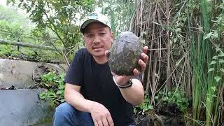 Indian Flapshell Turtle (Lissemys punctata) at TRCC