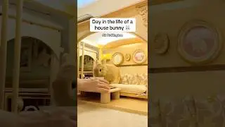 Welcome to Sir Flufflington&rsquo;s elite daily schedule 👑 Bunny rabbit morning night routine