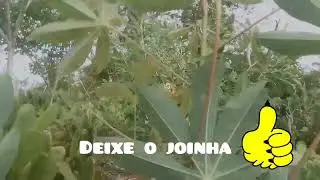 mostrando Para vocês a diferença entre maniçoba e pornunssa