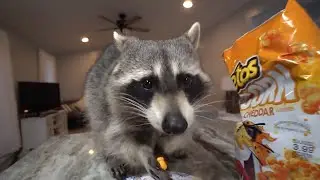 Mapache comiendo cheetos durante 10 horas
