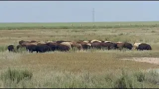 Шетелге ұсақ мал сатуға шектеу қойылды