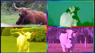 Funny Cows VS Funny Buffalo VS Funny Buls VS Tiles Hop EDM Rush