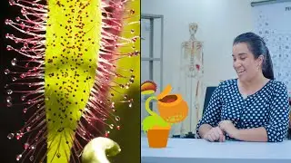 Trampa Letal | Superpoderes en la Naturaleza #6