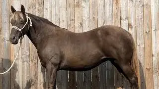 BB Rocky Mtn Mare