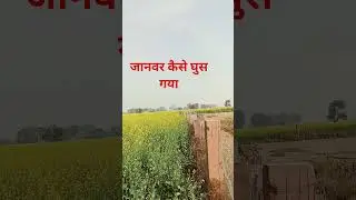 तारबंदी का कोई फायदा नहीं #reels #dangerous #farming