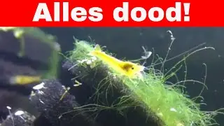 Citroengarnaaltjes dood! WAAROM!?!?! + nieuwe garnaaltjes gehaald!
