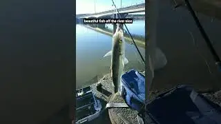 Nice fat yellow eyed mullet #fishing #funny