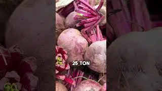 🤑💸 10 Laks earing  #shorts #farming #beetroot #agriculture #ooty