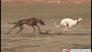 Dog race in 82 chak November 2021 | New race | Dogs event