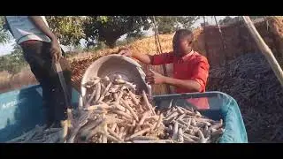 Millet Processing