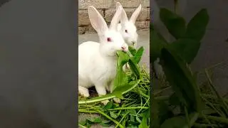 &ldquo;Cute Rabbits Eating Happily 🐰🥕&rdquo; #shorts #viralshorts #trendingshorts