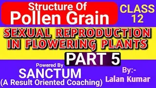 Structure of Pollen Grain | Class 12 Biology | Sexual Reproduction In Flowering Plants