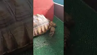 THIS IS HOW TORTOISE SLEEP. #foryou #tortoise #sleep #fypシ #foryou #ytshorts