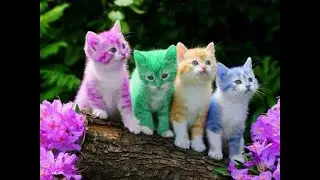 cat videos,funny cat videos,cute cat videos#cat#cats