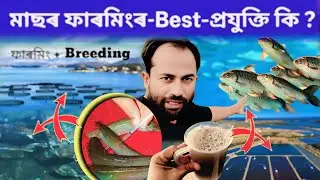  মাছৰ ফাৰ্মিংৰ BEST পদ্ধতি | Fish Farming Best Methods in Assamese | Biofloc, Polyculture, RAS