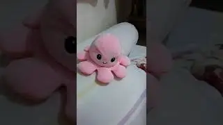 Teeturtle octupus