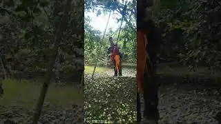 Olive Harvesting Machine ,Tree Shaker, Vibrating Fruit Harvesting Machine