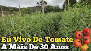 Como Plantar Tomate