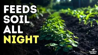 This “Weed” Fertilizes Your Garden 24/7 Without Compost or Chemicals