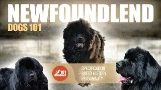 NEWFOUNDLEND Dogs 101 - Discover Majestic Breed 🐕&zwj;🦺