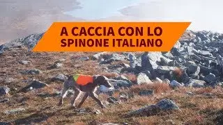 A caccia con lo spinone italiano